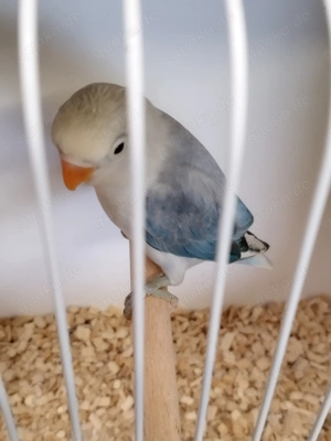 Ganz tolle junge Pfirsichköpfchen!!! Bild 5