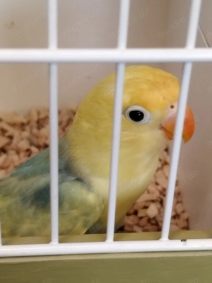 Ganz tolle junge Pfirsichköpfchen!!! Bild 6