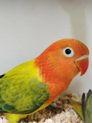 Ganz tolle junge Pfirsichköpfchen!!! Bild 10