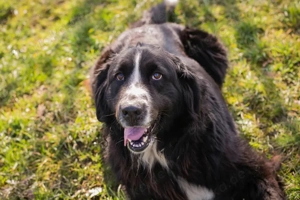 Chipnummer 275471 sucht eine Familie und einen Namen