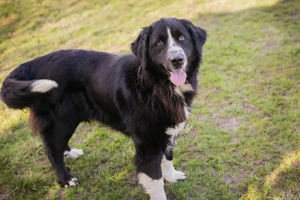 *TOMMA* Ich bin freundlich, aktiv und verspielt und liebe die Menschennähe