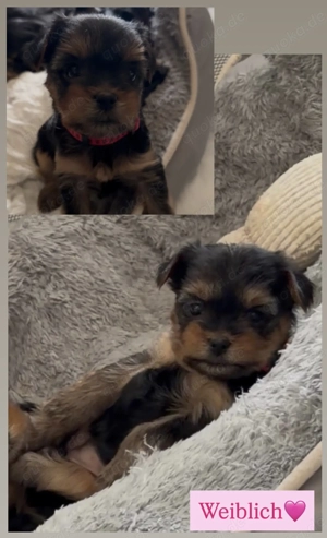 Yorshire Terrier Welpen Yorkii