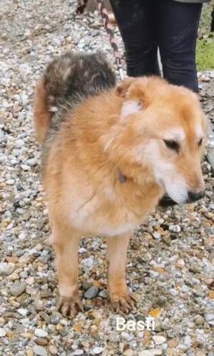 Der ruhige Basti (8) wünscht sich ein tolles Zuhause und Gras unter seinen Pfoten *Kroatien*