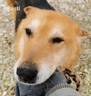 Der ruhige Basti (8) wünscht sich ein tolles Zuhause und Gras unter seinen Pfoten *Kroatien* Bild 2