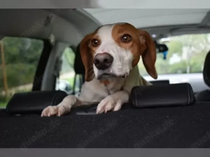 großes Herz sucht seinen Platz