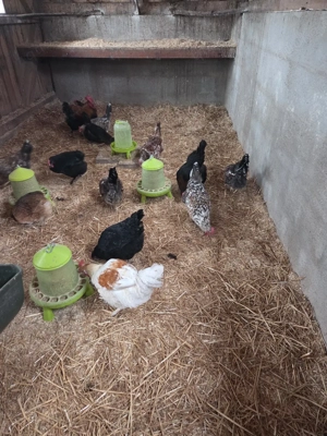 Bruteier meiner bunt gemischten Hühnergruppe Bild 3