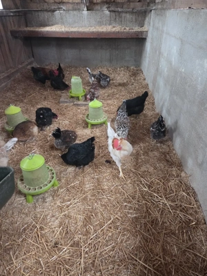 Bruteier meiner bunt gemischten Hühnergruppe Bild 4