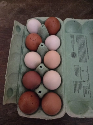 Bruteier meiner bunt gemischten Hühnergruppe Bild 2