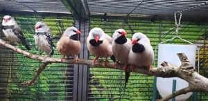 Spitzschwanzamadine 2.2 abzugeben 