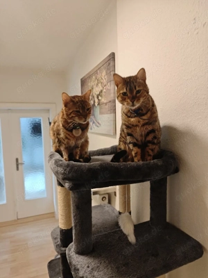 Zwei Bengalen Katzen zu verschenken 