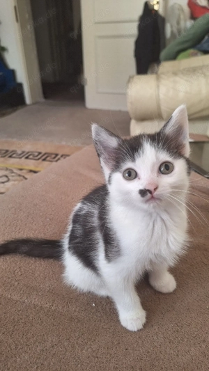 katze sucht ein zu Hause 