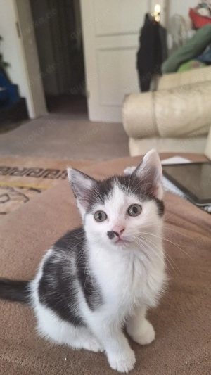 katze sucht ein zu Hause 