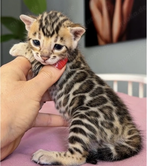 Liebevolle Bengal-Kätzchen zu verkaufen