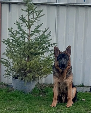 Deutscher Schäferhund Rüde sucht liebevolles zu hause 