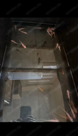 Axolotl babys Bild 2