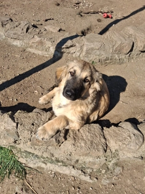 Zuhause oder Pflegestelle gesucht für Luc 