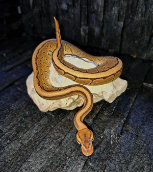 0.1 Fire Pinstripe het clown