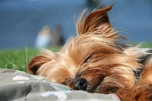 York Shire Terrier Hündin abzugeben