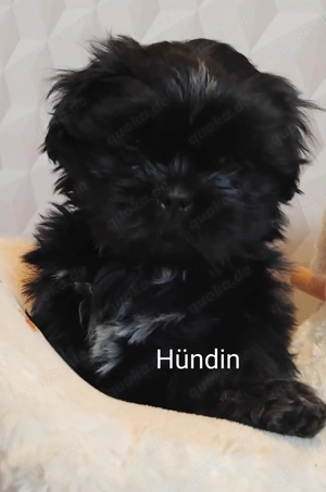Shih-Tzu-Mix Welpen 