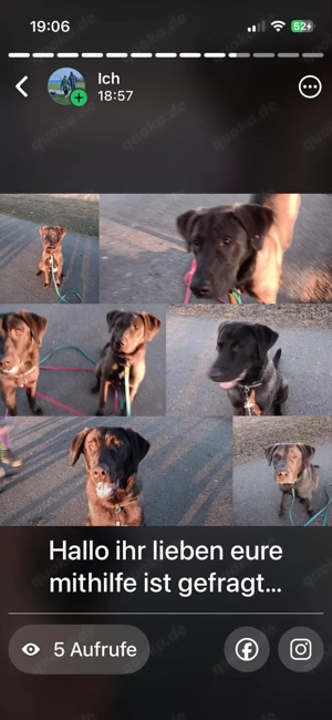 dringend zuhause fur hundegeschwister gesucht 