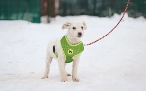 Shane - süßer Hundebub Bild 3