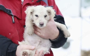 Shane - süßer Hundebub Bild 2