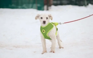 Shane - süßer Hundebub Bild 4