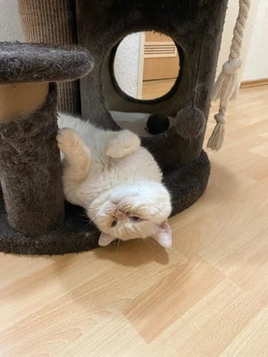 BKH Deckkater mit Erfahrung  Bild 3