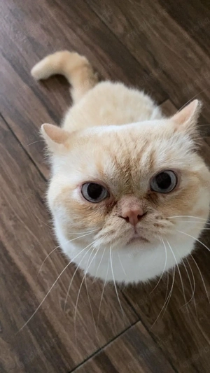 BKH Deckkater mit Erfahrung  Bild 4