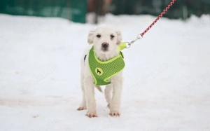 Shane - süßer Hundebub Bild 5