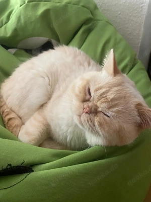 BKH Deckkater mit Erfahrung  Bild 2