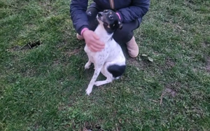 Wirbelwind Smilla sucht ihre Menschen