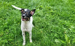 Wirbelwind Smilla sucht ihre Menschen Bild 11