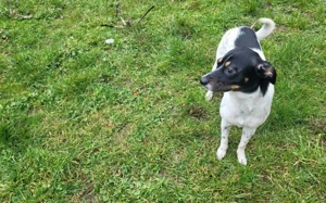 Wirbelwind Smilla sucht ihre Menschen Bild 8