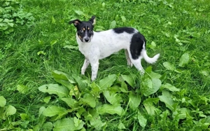 Wirbelwind Smilla sucht ihre Menschen Bild 9