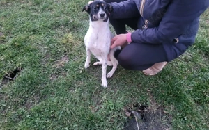 Wirbelwind Smilla sucht ihre Menschen Bild 7