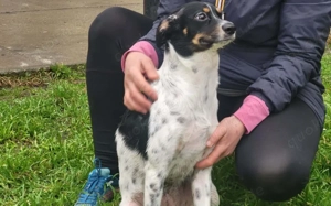 Wirbelwind Smilla sucht ihre Menschen Bild 6