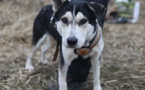 Menschenbezogener uns liebenswerter Rüde Luca