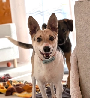 Sanfte, verschmuste Feya auf Pflegestelle bei München! 