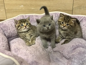 BKH-Katzenbabys   