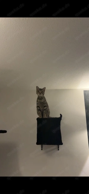 Mogli sucht sein Zu Hause