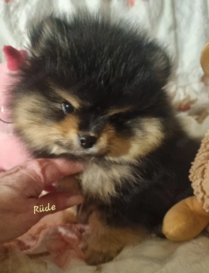 Pomchi Welpen zum Verlieben  Bild 3