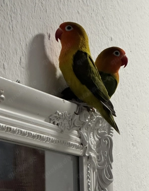 Mini Papageien(Pfirsichköpfchen) mit Käfig 