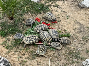 Griechische Landschildkröten - Nachzuchten 2025
