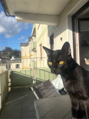 Bobby sucht sein Zu Hause