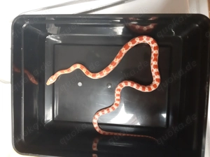 Kornnattern in gute Hände abzugeben