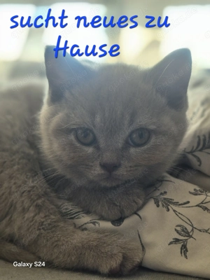 Bkh kitten zu verkaufen 