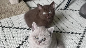 Zuckersüße Britisch Kurzhaar Kitten   12 Wochen alt