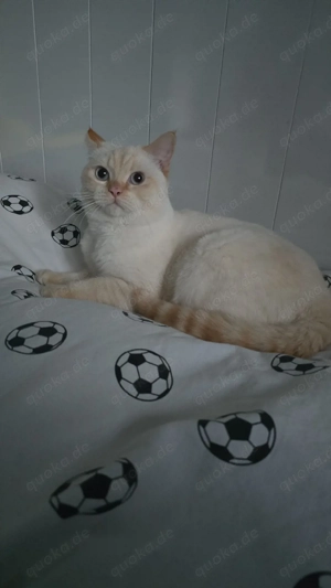 BKH Deckkater Red Point.                   Bild 3