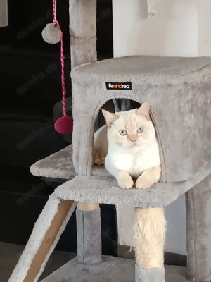 BKH Deckkater Red Point.                   Bild 4